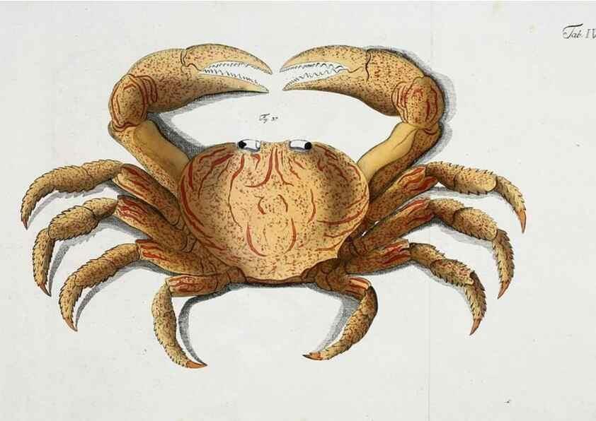 Reproducción/Reproduction 49534259702: Versuch einer Naturgeschichte der Krabben und Krebse :. Berlin ;Bei Gottlieb August Lange,1782-1804.. 