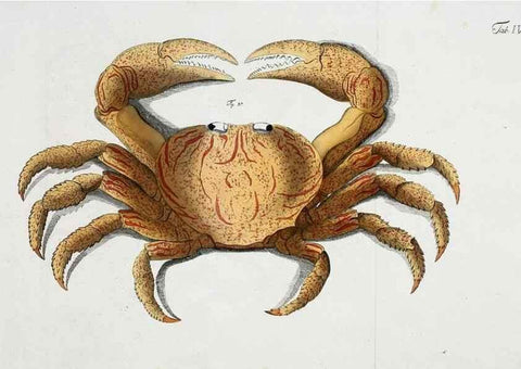 Reproducción/Reproduction 49534259702: Versuch einer Naturgeschichte der Krabben und Krebse :. Berlin ;Bei Gottlieb August Lange,1782-1804.. 