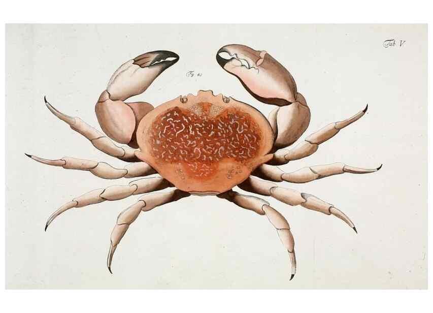 Reproducción/Reproduction 49533537878: Versuch einer Naturgeschichte der Krabben und Krebse :. Berlin ;Bei Gottlieb August Lange,1782-1804.. 