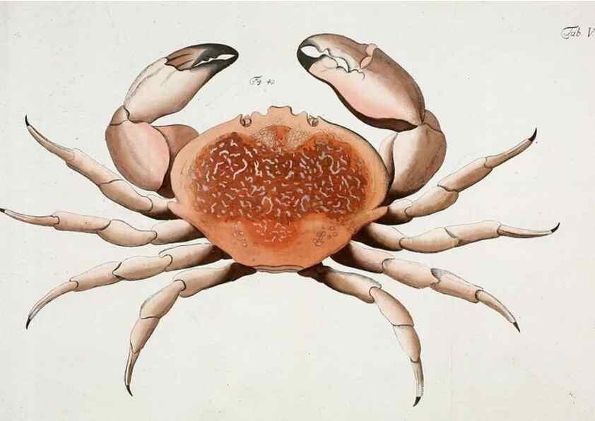 Reproducción/Reproduction 49533537878: Versuch einer Naturgeschichte der Krabben und Krebse :. Berlin ;Bei Gottlieb August Lange,1782-1804.. 