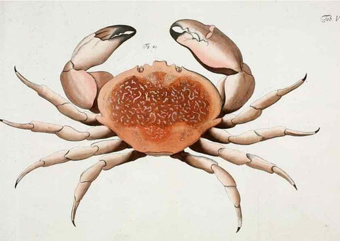 Reproducción/Reproduction 49533537878: Versuch einer Naturgeschichte der Krabben und Krebse :. Berlin ;Bei Gottlieb August Lange,1782-1804.. 