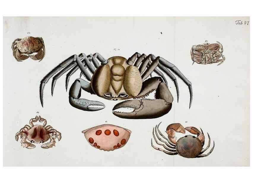 Reproducción/Reproduction 49534032216: Versuch einer Naturgeschichte der Krabben und Krebse :. Berlin ;Bei Gottlieb August Lange,1782-1804.. 