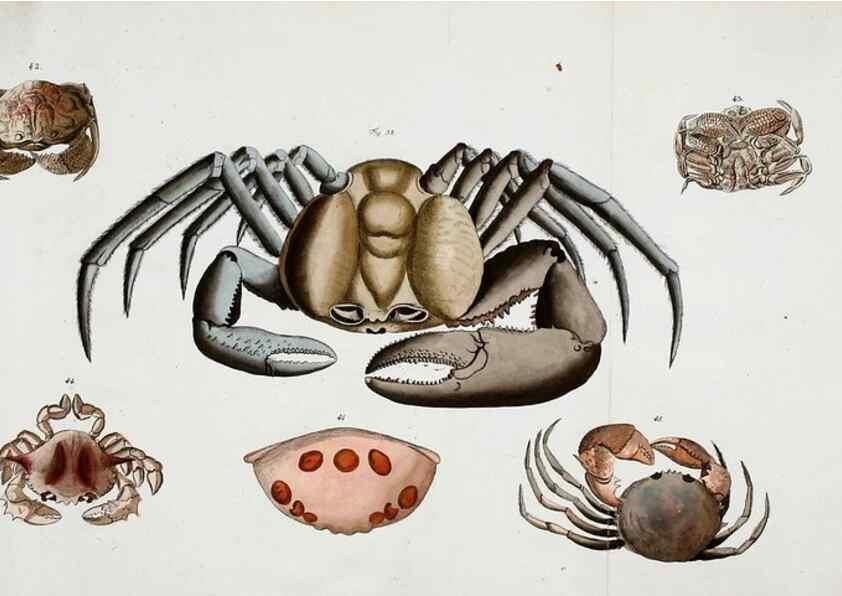 Reproducción/Reproduction 49534032216: Versuch einer Naturgeschichte der Krabben und Krebse :. Berlin ;Bei Gottlieb August Lange,1782-1804.. 