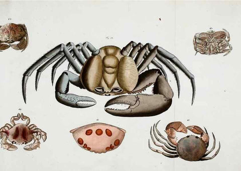 Reproducción/Reproduction 49534032216: Versuch einer Naturgeschichte der Krabben und Krebse :. Berlin ;Bei Gottlieb August Lange,1782-1804.. 