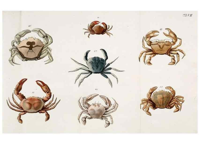 Reproducción/Reproduction 49534032336: Versuch einer Naturgeschichte der Krabben und Krebse :. Berlin ;Bei Gottlieb August Lange,1782-1804.. 
