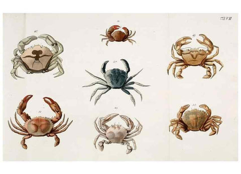 Reproducción/Reproduction 49534032336: Versuch einer Naturgeschichte der Krabben und Krebse :. Berlin ;Bei Gottlieb August Lange,1782-1804.. 
