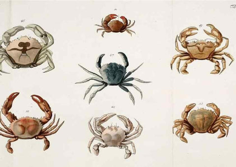Reproducción/Reproduction 49534032336: Versuch einer Naturgeschichte der Krabben und Krebse :. Berlin ;Bei Gottlieb August Lange,1782-1804.. 