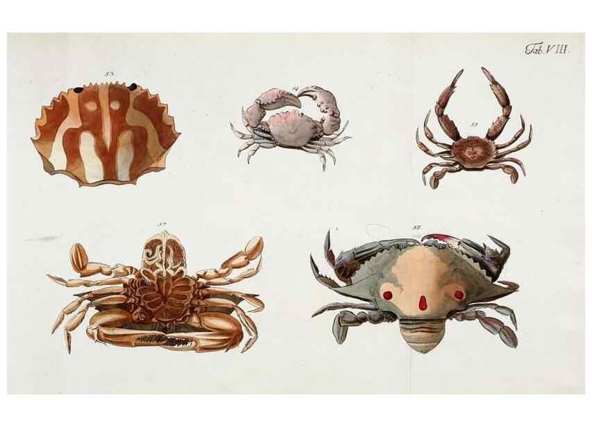 Reproducción/Reproduction 49534260242: Versuch einer Naturgeschichte der Krabben und Krebse :. Berlin ;Bei Gottlieb August Lange,1782-1804.. 