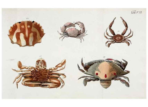 Reproducción/Reproduction 49534260242: Versuch einer Naturgeschichte der Krabben und Krebse :. Berlin ;Bei Gottlieb August Lange,1782-1804.. 