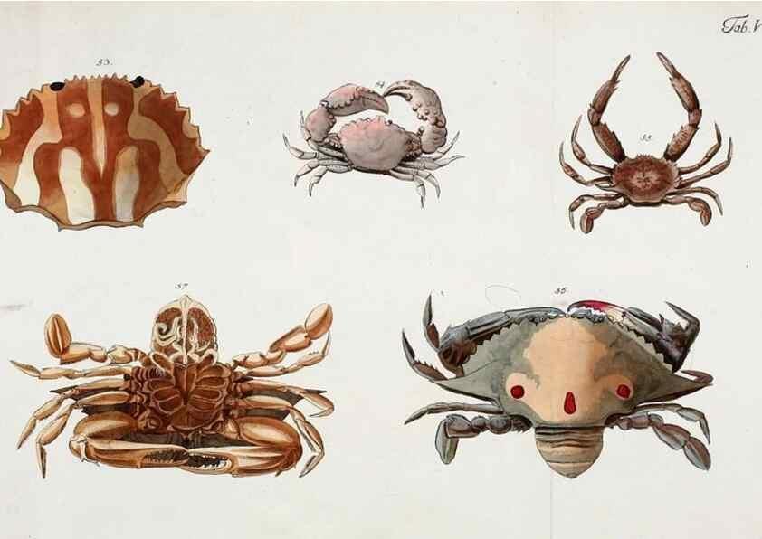 Reproducción/Reproduction 49534260242: Versuch einer Naturgeschichte der Krabben und Krebse :. Berlin ;Bei Gottlieb August Lange,1782-1804.. 