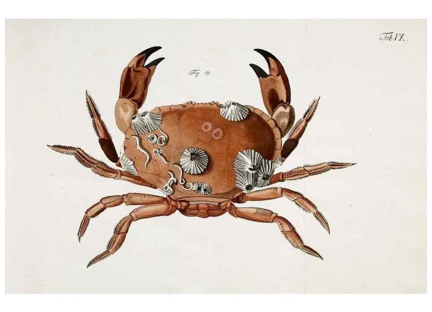 Reproducción/Reproduction 49534032691: Versuch einer Naturgeschichte der Krabben und Krebse :. Berlin ;Bei Gottlieb August Lange,1782-1804.. 