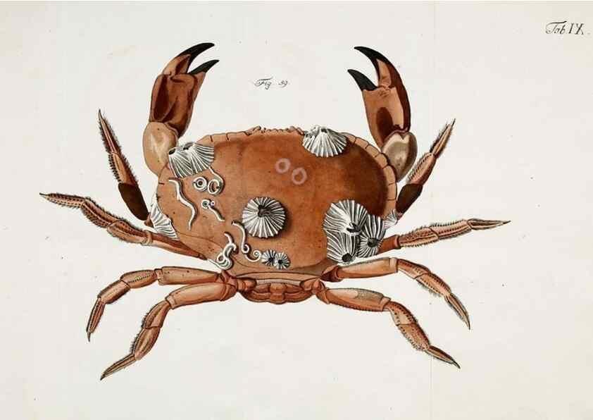 Reproducción/Reproduction 49534032691: Versuch einer Naturgeschichte der Krabben und Krebse :. Berlin ;Bei Gottlieb August Lange,1782-1804.. 