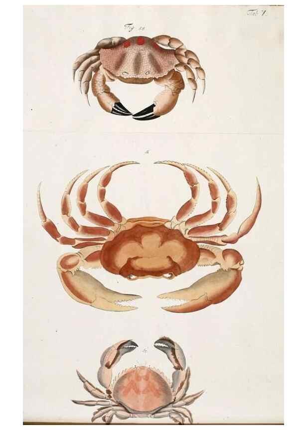 Reproducción/Reproduction 49533538583: Versuch einer Naturgeschichte der Krabben und Krebse :. Berlin ;Bei Gottlieb August Lange,1782-1804.. 
