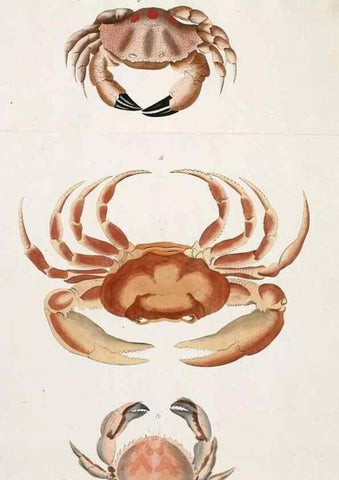 Reproducción/Reproduction 49533538583: Versuch einer Naturgeschichte der Krabben und Krebse :. Berlin ;Bei Gottlieb August Lange,1782-1804.. 