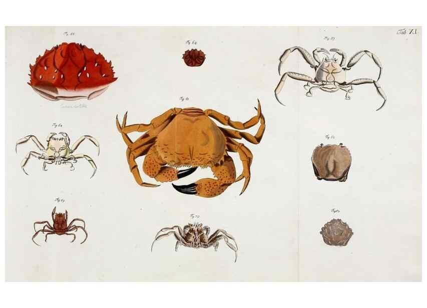 Reproducción/Reproduction 49534260722: Versuch einer Naturgeschichte der Krabben und Krebse :. Berlin ;Bei Gottlieb August Lange,1782-1804.. 