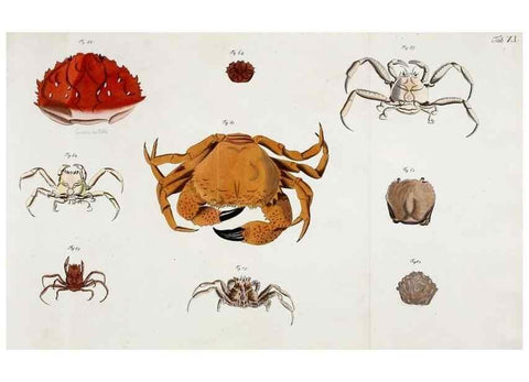 Reproducción/Reproduction 49534260722: Versuch einer Naturgeschichte der Krabben und Krebse :. Berlin ;Bei Gottlieb August Lange,1782-1804.. 