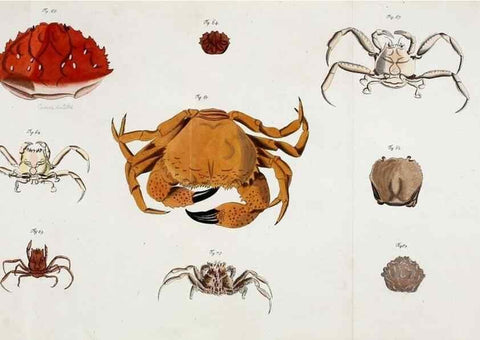 Reproducción/Reproduction 49534260722: Versuch einer Naturgeschichte der Krabben und Krebse :. Berlin ;Bei Gottlieb August Lange,1782-1804.. 