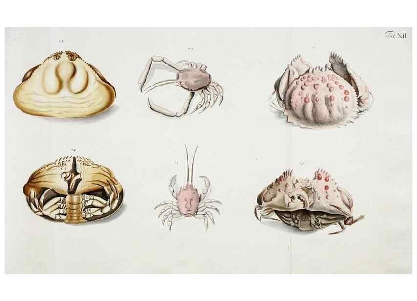 Reproducción/Reproduction 49534260902: Versuch einer Naturgeschichte der Krabben und Krebse :. Berlin ;Bei Gottlieb August Lange,1782-1804.. 