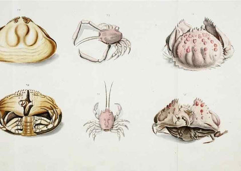 Reproducción/Reproduction 49534260902: Versuch einer Naturgeschichte der Krabben und Krebse :. Berlin ;Bei Gottlieb August Lange,1782-1804.. 