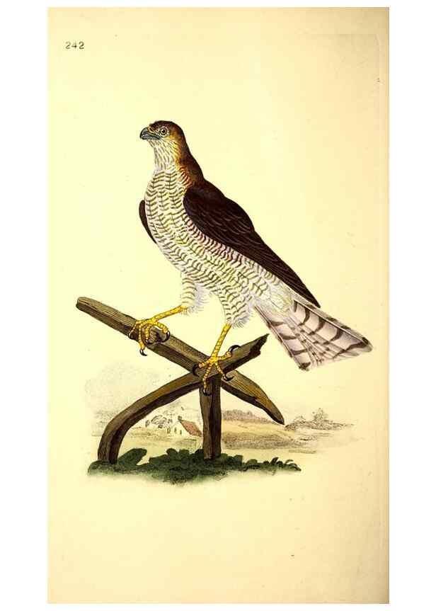 Reproducción/Reproduction 49531233613: The natural history of British birds, or, A selection of the most rare, beautiful and interesting birds which inhabit this country :. London :Printed for the author, and for F. and C. Rivington ...,1794[-1819]. 