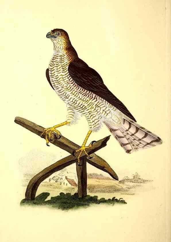 Reproducción/Reproduction 49531233613: The natural history of British birds, or, A selection of the most rare, beautiful and interesting birds which inhabit this country :. London :Printed for the author, and for F. and C. Rivington ...,1794[-1819]. 