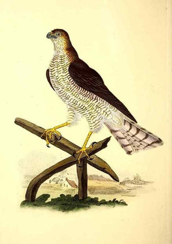 Reproducción/Reproduction 49531233613: The natural history of British birds, or, A selection of the most rare, beautiful and interesting birds which inhabit this country :. London :Printed for the author, and for F. and C. Rivington ...,1794[-1819]. 
