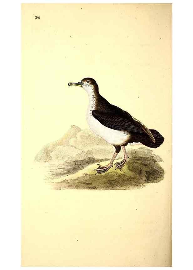 Reproducción/Reproduction 49531233283: The natural history of British birds, or, A selection of the most rare, beautiful and interesting birds which inhabit this country :. London :Printed for the author, and for F. and C. Rivington ...,1794[-1819]. 