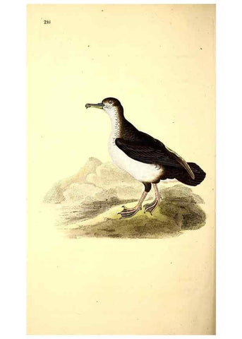 Reproducción/Reproduction 49531233283: The natural history of British birds, or, A selection of the most rare, beautiful and interesting birds which inhabit this country :. London :Printed for the author, and for F. and C. Rivington ...,1794[-1819]. 