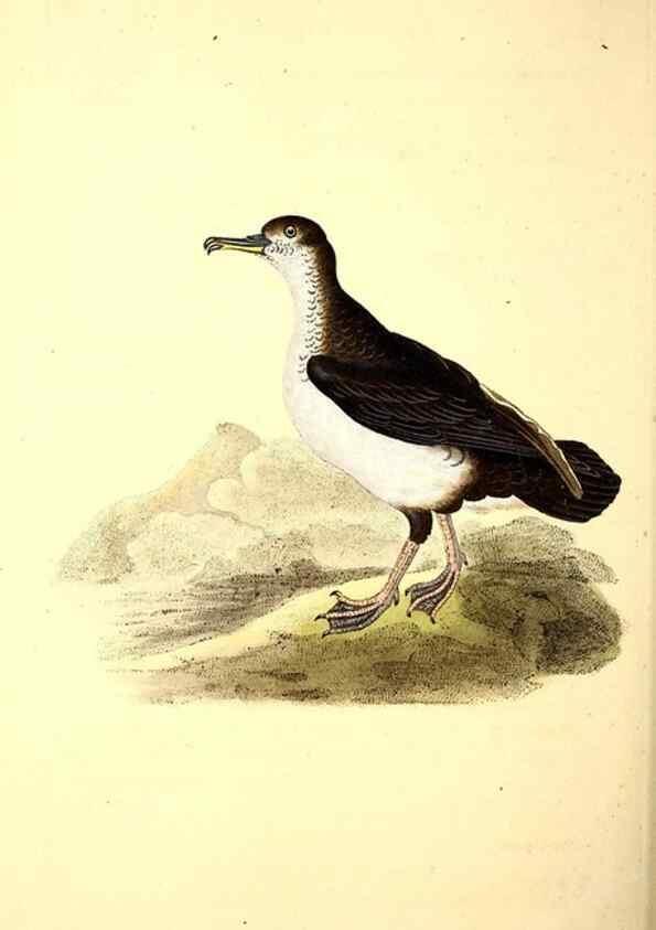 Reproducción/Reproduction 49531233283: The natural history of British birds, or, A selection of the most rare, beautiful and interesting birds which inhabit this country :. London :Printed for the author, and for F. and C. Rivington ...,1794[-1819]. 