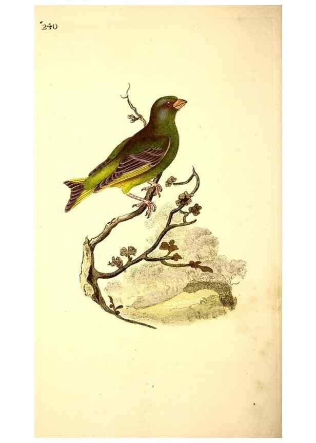 Reproducción/Reproduction 49531736611: The natural history of British birds, or, A selection of the most rare, beautiful and interesting birds which inhabit this country :. London :Printed for the author, and for F. and C. Rivington ...,1794[-1819]. 
