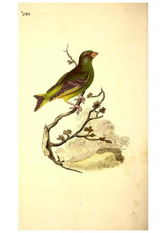 Reproducción/Reproduction 49531736611: The natural history of British birds, or, A selection of the most rare, beautiful and interesting birds which inhabit this country :. London :Printed for the author, and for F. and C. Rivington ...,1794[-1819]. 