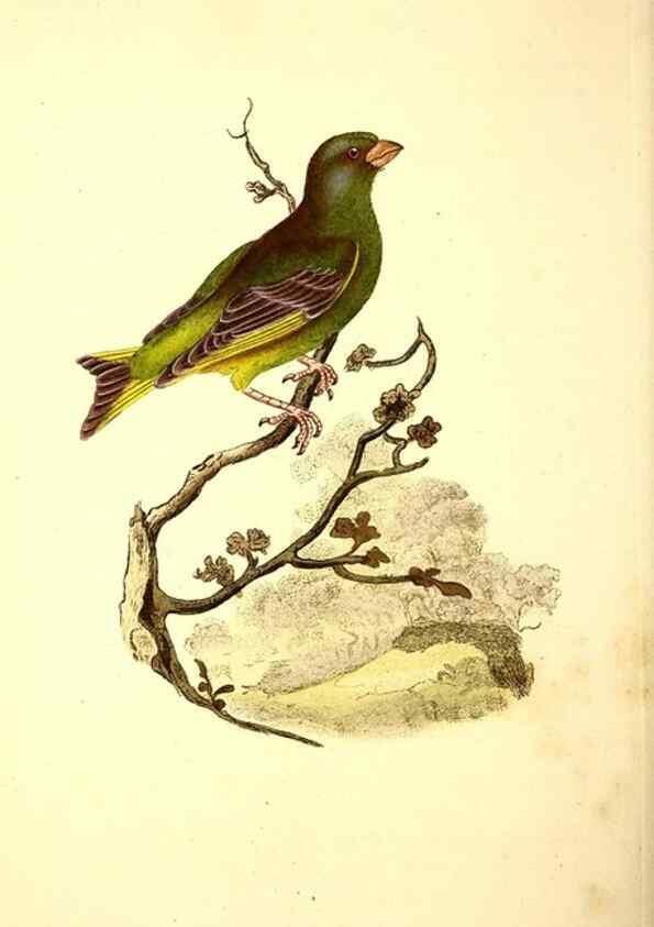 Reproducción/Reproduction 49531736611: The natural history of British birds, or, A selection of the most rare, beautiful and interesting birds which inhabit this country :. London :Printed for the author, and for F. and C. Rivington ...,1794[-1819]. 