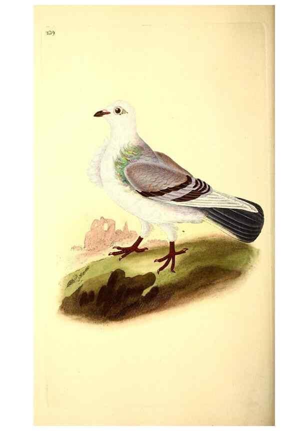 Reproducción/Reproduction 49531959297: The natural history of British birds, or, A selection of the most rare, beautiful and interesting birds which inhabit this country :. London :Printed for the author, and for F. and C. Rivington ...,1794[-1819]. 