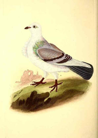 Reproducción/Reproduction 49531959297: The natural history of British birds, or, A selection of the most rare, beautiful and interesting birds which inhabit this country :. London :Printed for the author, and for F. and C. Rivington ...,1794[-1819]. 