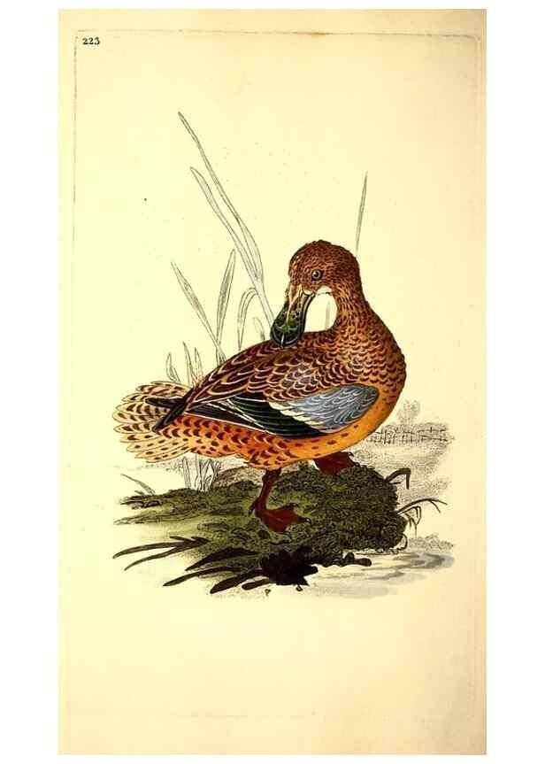 Reproducción/Reproduction 49531228188: The natural history of British birds, or, A selection of the most rare, beautiful and interesting birds which inhabit this country :. London :Printed for the author, and for F. and C. Rivington ...,1794[-1819]. 