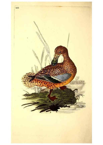 Reproducción/Reproduction 49531228188: The natural history of British birds, or, A selection of the most rare, beautiful and interesting birds which inhabit this country :. London :Printed for the author, and for F. and C. Rivington ...,1794[-1819]. 