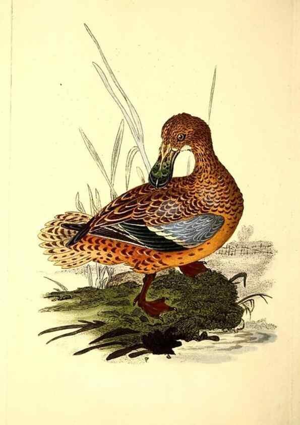 Reproducción/Reproduction 49531228188: The natural history of British birds, or, A selection of the most rare, beautiful and interesting birds which inhabit this country :. London :Printed for the author, and for F. and C. Rivington ...,1794[-1819]. 