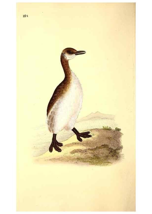 Reproducción/Reproduction 49531955067: The natural history of British birds, or, A selection of the most rare, beautiful and interesting birds which inhabit this country :. London :Printed for the author, and for F. and C. Rivington ...,1794[-1819]. 