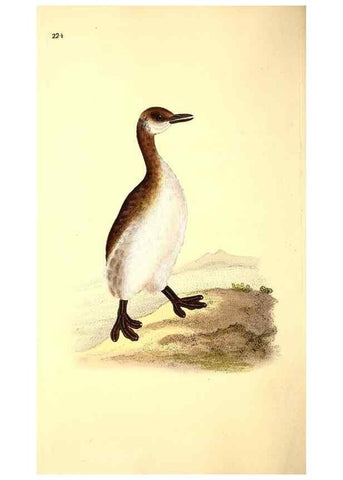 Reproducción/Reproduction 49531955067: The natural history of British birds, or, A selection of the most rare, beautiful and interesting birds which inhabit this country :. London :Printed for the author, and for F. and C. Rivington ...,1794[-1819]. 