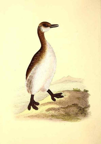Reproducción/Reproduction 49531955067: The natural history of British birds, or, A selection of the most rare, beautiful and interesting birds which inhabit this country :. London :Printed for the author, and for F. and C. Rivington ...,1794[-1819]. 