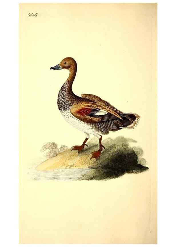 Reproducción/Reproduction 49531732266: The natural history of British birds, or, A selection of the most rare, beautiful and interesting birds which inhabit this country :. London :Printed for the author, and for F. and C. Rivington ...,1794[-1819]. 