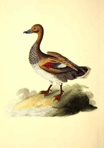 Reproducción/Reproduction 49531732266: The natural history of British birds, or, A selection of the most rare, beautiful and interesting birds which inhabit this country :. London :Printed for the author, and for F. and C. Rivington ...,1794[-1819]. 