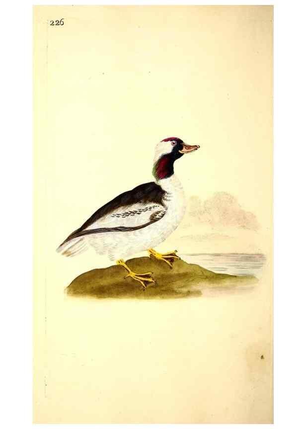 Reproducción/Reproduction 49531955487: The natural history of British birds, or, A selection of the most rare, beautiful and interesting birds which inhabit this country :. London :Printed for the author, and for F. and C. Rivington ...,1794[-1819]. 