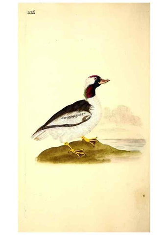 Reproducción/Reproduction 49531955487: The natural history of British birds, or, A selection of the most rare, beautiful and interesting birds which inhabit this country :. London :Printed for the author, and for F. and C. Rivington ...,1794[-1819]. 