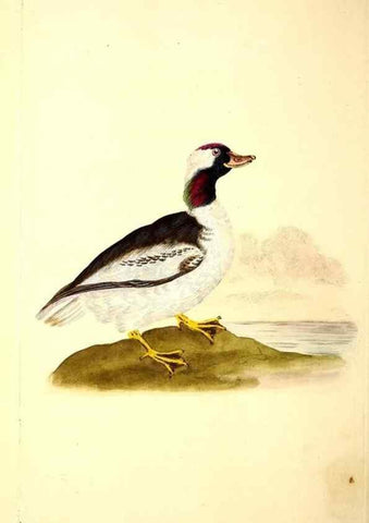 Reproducción/Reproduction 49531955487: The natural history of British birds, or, A selection of the most rare, beautiful and interesting birds which inhabit this country :. London :Printed for the author, and for F. and C. Rivington ...,1794[-1819]. 