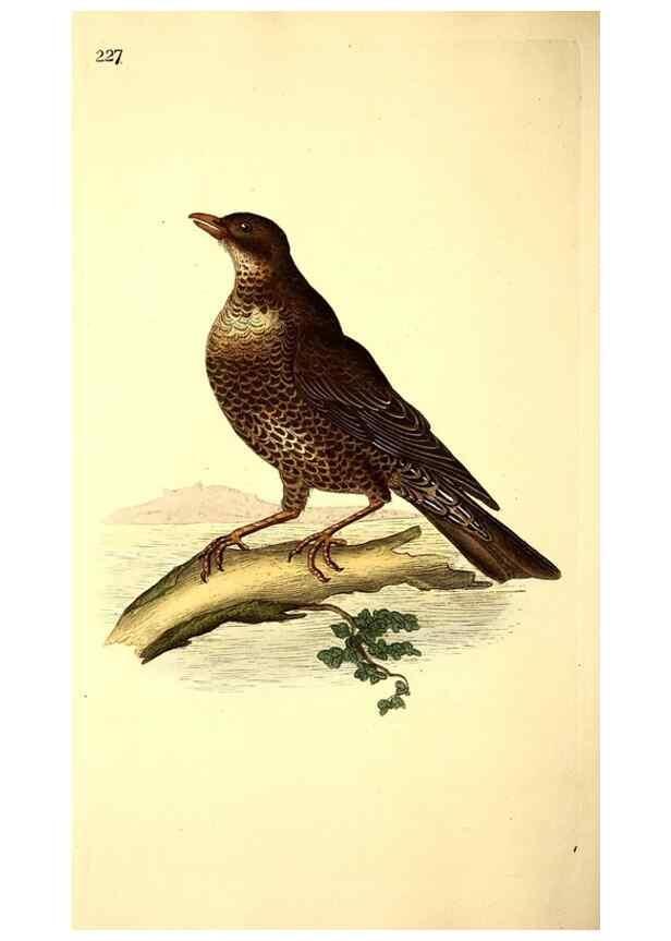 Reproducción/Reproduction 49531732616: The natural history of British birds, or, A selection of the most rare, beautiful and interesting birds which inhabit this country :. London :Printed for the author, and for F. and C. Rivington ...,1794[-1819]. 