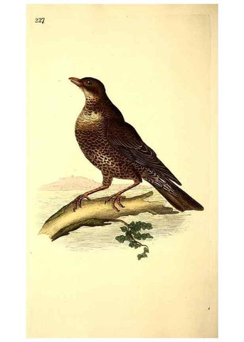 Reproducción/Reproduction 49531732616: The natural history of British birds, or, A selection of the most rare, beautiful and interesting birds which inhabit this country :. London :Printed for the author, and for F. and C. Rivington ...,1794[-1819]. 