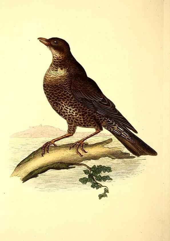 Reproducción/Reproduction 49531732616: The natural history of British birds, or, A selection of the most rare, beautiful and interesting birds which inhabit this country :. London :Printed for the author, and for F. and C. Rivington ...,1794[-1819]. 