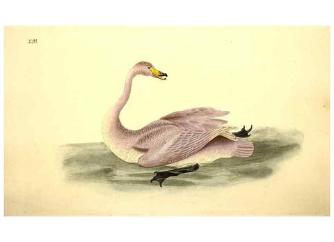 Reproducción/Reproduction 49531956002: The natural history of British birds, or, A selection of the most rare, beautiful and interesting birds which inhabit this country :. London :Printed for the author, and for F. and C. Rivington ...,1794[-1819]. 