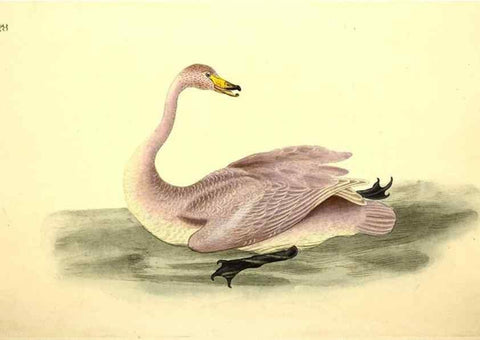Reproducción/Reproduction 49531956002: The natural history of British birds, or, A selection of the most rare, beautiful and interesting birds which inhabit this country :. London :Printed for the author, and for F. and C. Rivington ...,1794[-1819]. 